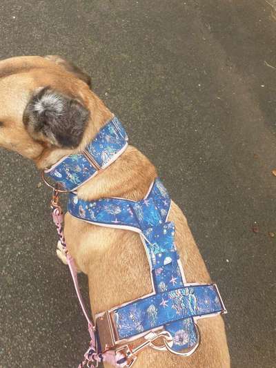 Windhunde - Treffen der besonderen Schönheiten
HERZLICH WILLKOMMEN-Beitrag-Bild