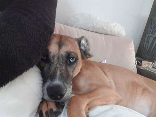 Tierschutzhund ist meine Lieblingsrasse-Beitrag-Bild