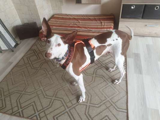 Windhunde - Treffen der besonderen Schönheiten
HERZLICH WILLKOMMEN-Beitrag-Bild