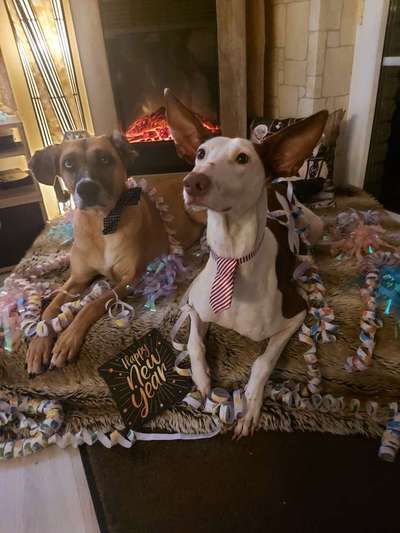 Podenco-Mix in NRW-Beitrag-Bild