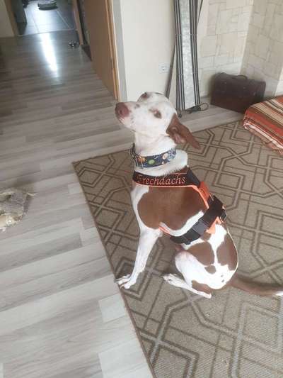 Windhunde - Treffen der besonderen Schönheiten
HERZLICH WILLKOMMEN-Beitrag-Bild