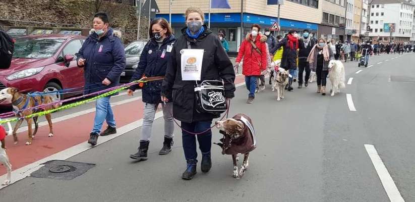 Windhunde - Treffen der besonderen Schönheiten
HERZLICH WILLKOMMEN-Beitrag-Bild