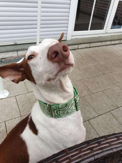 Tierschutzhund ist meine Lieblingsrasse-Beitrag-Bild