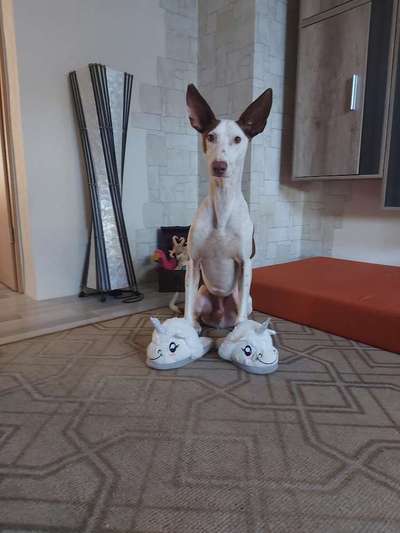 Podencomischling oder Podenco-Beitrag-Bild