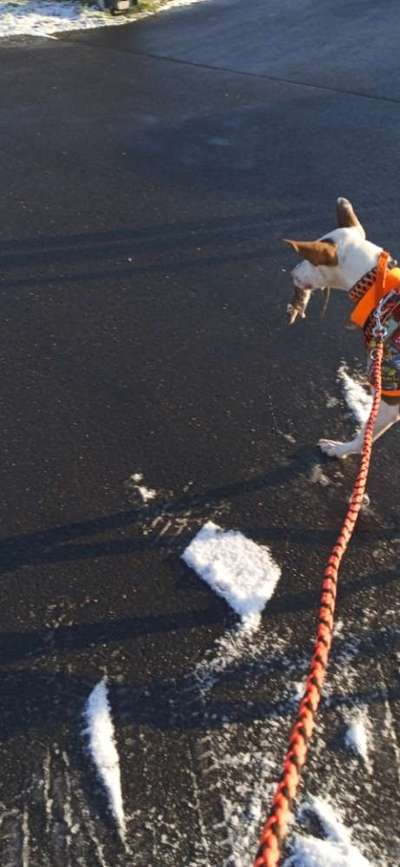 Windhunde - Treffen der besonderen Schönheiten
HERZLICH WILLKOMMEN-Beitrag-Bild