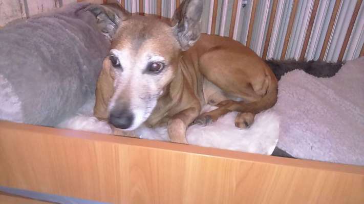 Windhunde - Treffen der besonderen Schönheiten
HERZLICH WILLKOMMEN-Beitrag-Bild