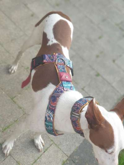 Windhunde - Treffen der besonderen Schönheiten
HERZLICH WILLKOMMEN-Beitrag-Bild