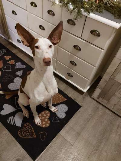 Podencomischling oder Podenco-Beitrag-Bild