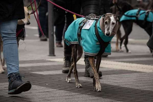Windhunde - Treffen der besonderen Schönheiten
HERZLICH WILLKOMMEN-Beitrag-Bild