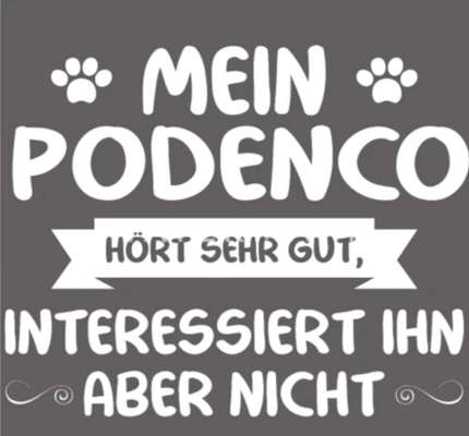 Podencomischling oder Podenco-Beitrag-Bild