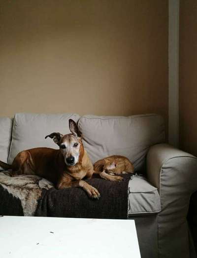 Tierschutzhund ist meine Lieblingsrasse-Beitrag-Bild