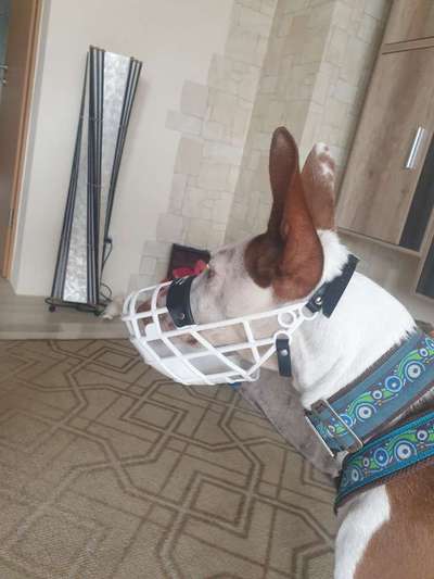 Windhunde - Treffen der besonderen Schönheiten
HERZLICH WILLKOMMEN-Beitrag-Bild