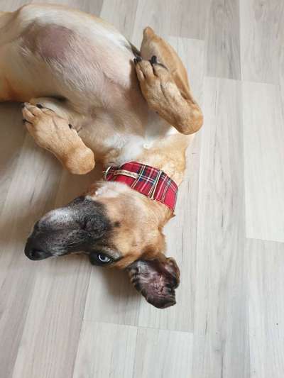 Windhunde - Treffen der besonderen Schönheiten
HERZLICH WILLKOMMEN-Beitrag-Bild