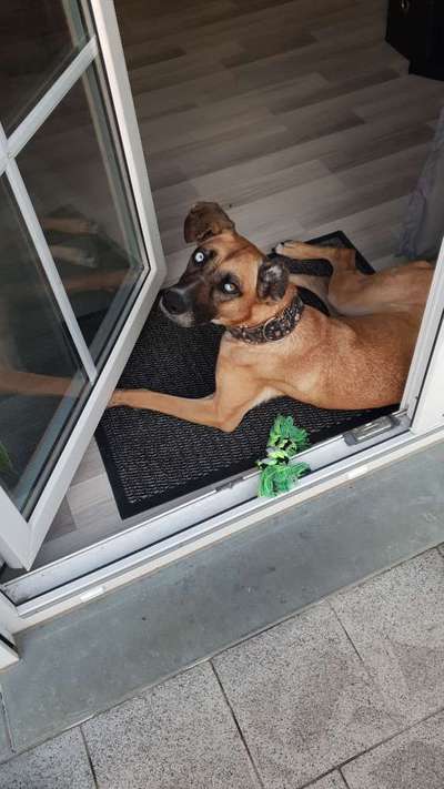 Tierschutzhund ist meine Lieblingsrasse-Beitrag-Bild