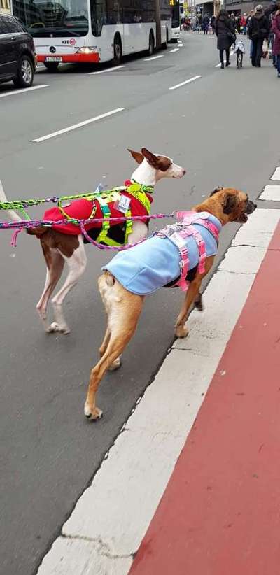 Windhunde - Treffen der besonderen Schönheiten
HERZLICH WILLKOMMEN-Beitrag-Bild