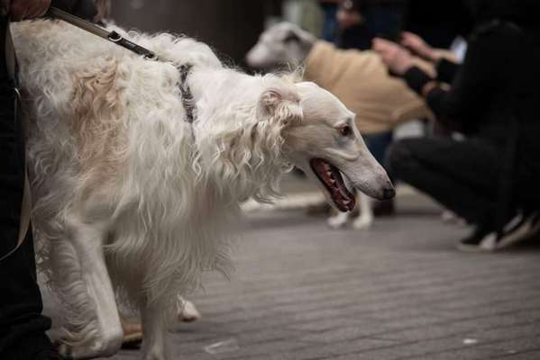 Windhunde - Treffen der besonderen Schönheiten
HERZLICH WILLKOMMEN-Beitrag-Bild
