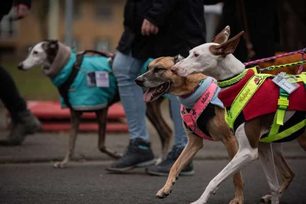 Windhunde - Treffen der besonderen Schönheiten
HERZLICH WILLKOMMEN-Beitrag-Bild