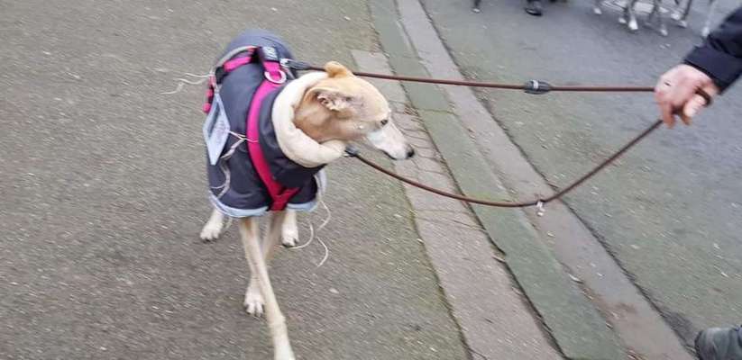 Windhunde - Treffen der besonderen Schönheiten
HERZLICH WILLKOMMEN-Beitrag-Bild