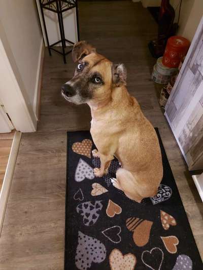 Podencomischling oder Podenco-Beitrag-Bild