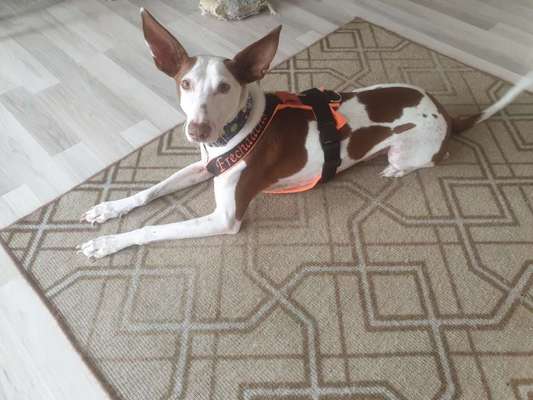 Windhundtreffen - PLZ-Beitrag-Bild