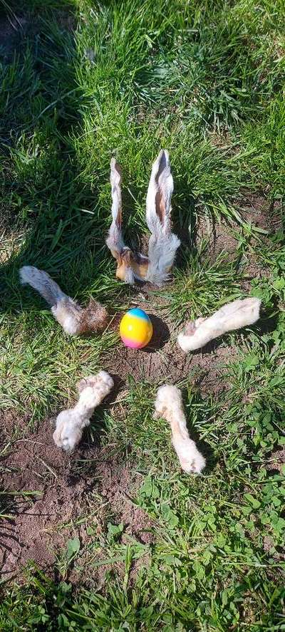 Windhunde - Treffen der besonderen Schönheiten
HERZLICH WILLKOMMEN-Beitrag-Bild