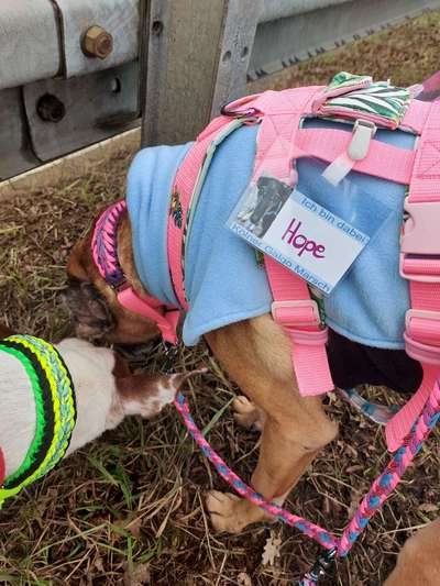 Windhunde - Treffen der besonderen Schönheiten
HERZLICH WILLKOMMEN-Beitrag-Bild