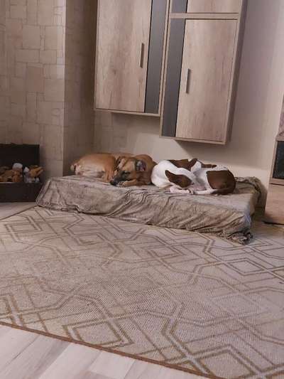 Windhunde - Treffen der besonderen Schönheiten
HERZLICH WILLKOMMEN-Beitrag-Bild