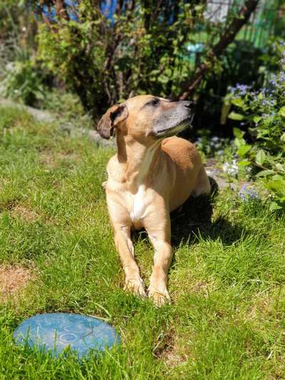 Tierschutzhund ist meine Lieblingsrasse-Beitrag-Bild