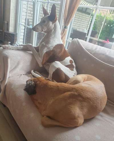 Windhunde - Treffen der besonderen Schönheiten
HERZLICH WILLKOMMEN-Beitrag-Bild