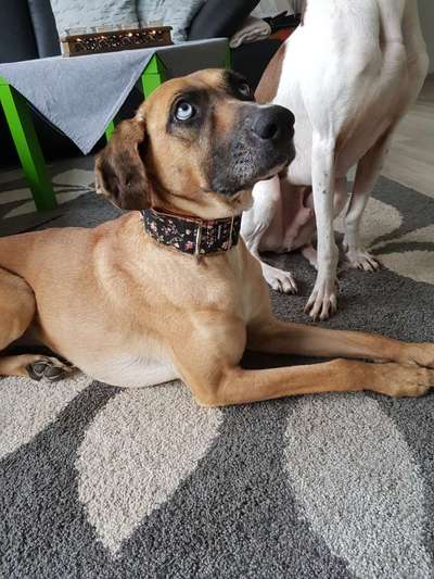 Windhunde - Treffen der besonderen Schönheiten
HERZLICH WILLKOMMEN-Beitrag-Bild