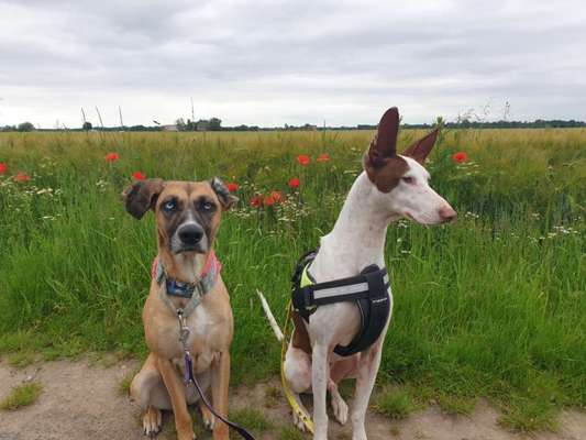 Die Dogorama Monats Challenge "Es grünt und blüht"-Beitrag-Bild