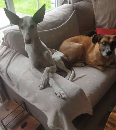 Windhunde - Treffen der besonderen Schönheiten
HERZLICH WILLKOMMEN-Beitrag-Bild