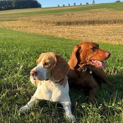 Hundetreffen-Hallo, wir suchen Spiel- und Gassirunden im Umkreis von Waldkraiburg