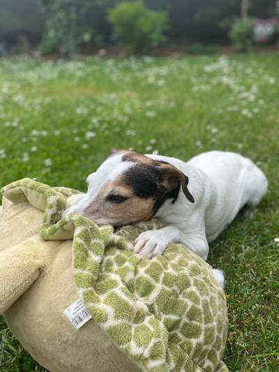 Unsere Fellnasen im Regenbogenland-Beitrag-Bild