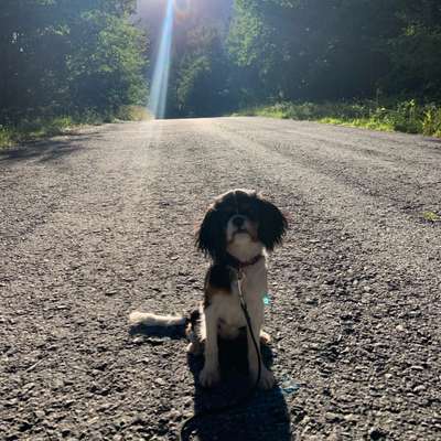 Hundetreffen-Toben und spielen auf der Wiese :)-Bild