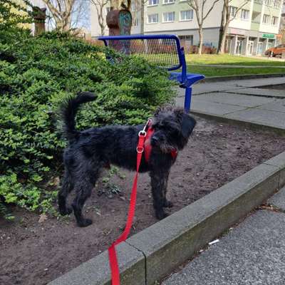 Hundetreffen-Sozialwork und Rückruf training-Bild