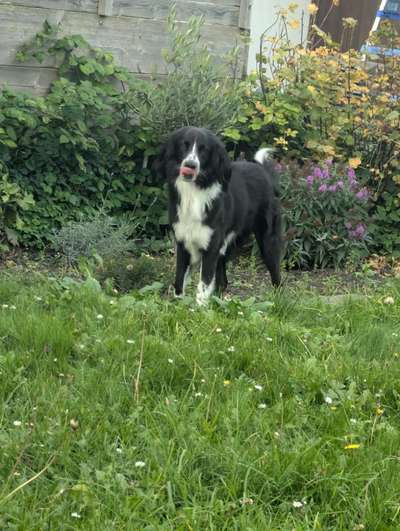 Hundetreffen-Spazieren und spielen-Bild