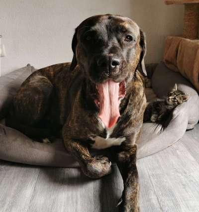 aktuelles Foto Gruppe Katzen 🐈 & Hunde 🐕 FRIENDS