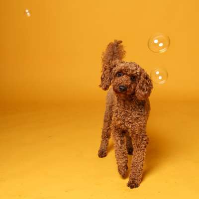 Hundetreffen-Pudel-Treff-Profilbild