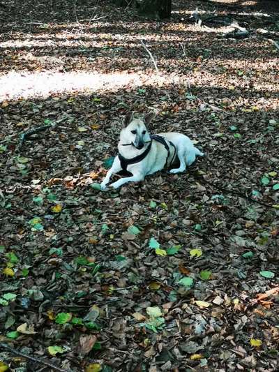 Auslandstierschutz-Beitrag-Bild