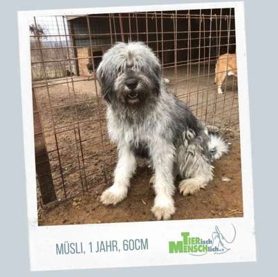 Gibts hier Mioritic Besitzer?-Beitrag-Bild