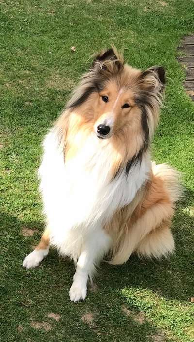 Langhaar Collies-Beitrag-Bild