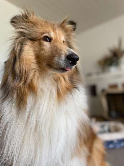 Collies -wo seid ihr?-Beitrag-Bild