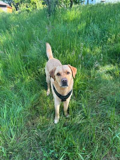 Hundetreffen-Gassi- und Spieltreffen-Bild