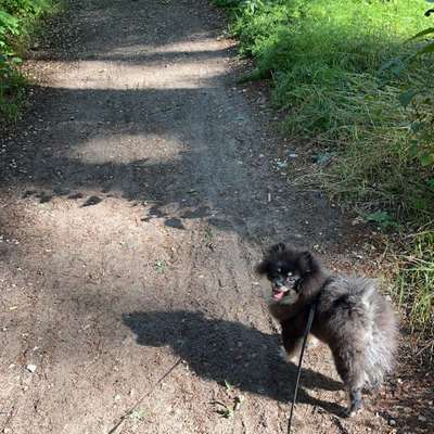 Hundetreffen-14476 Potsdam Neu Fahrland-Bild