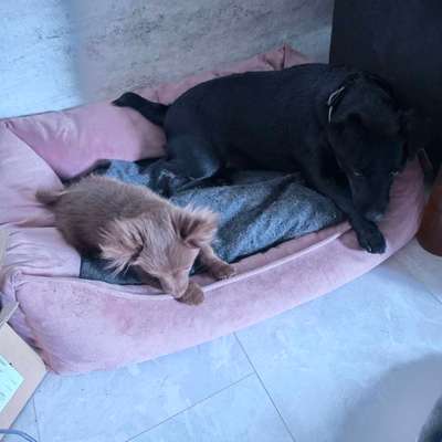 Hundetreffen-Begegnungs Training-Bild
