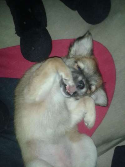 Welpen Bilder !-Beitrag-Bild