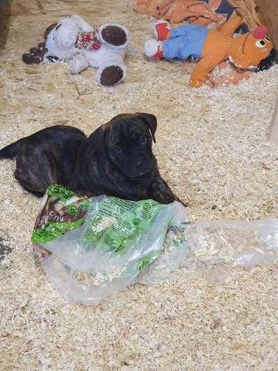 Welpen Bilder !-Beitrag-Bild