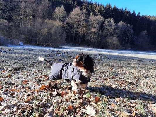 Gibt es hier auch Cavalier King Charles Spaniel Besitzer?-Beitrag-Bild
