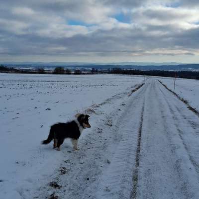 Hundetreffen-Gassi Treffen in der Natur-Bild